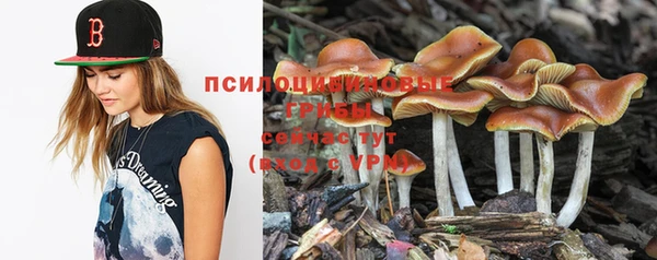 прущие грибы Верея